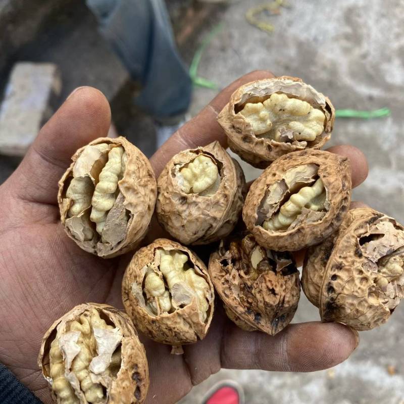 云南楚雄山区老树核桃薄皮核桃