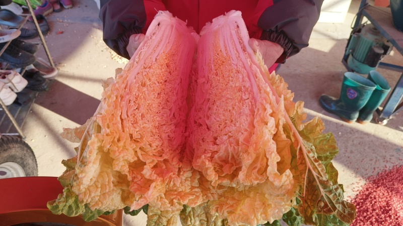 黄心大白菜