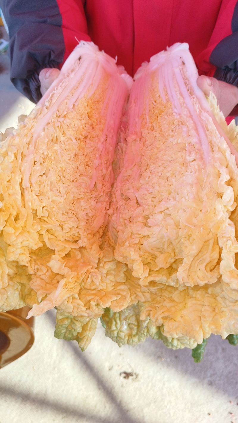 黄心大白菜
