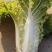 黄心大白菜