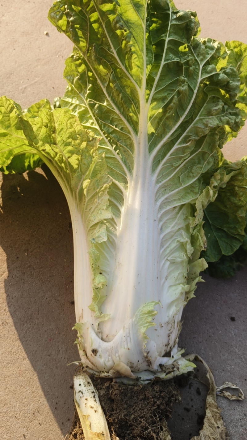 黄心大白菜