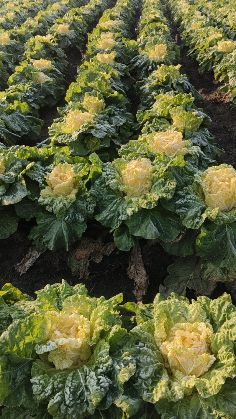 黄心大白菜