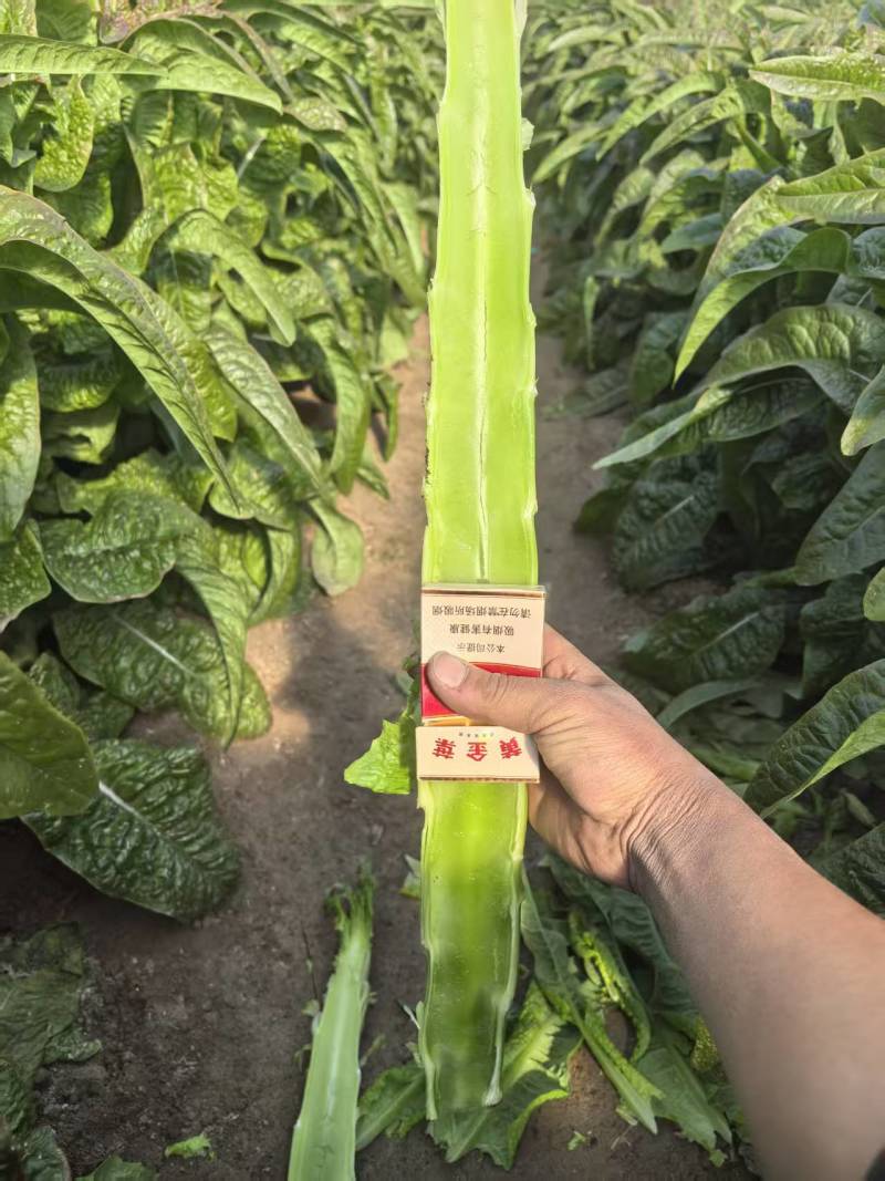精品莴苣
