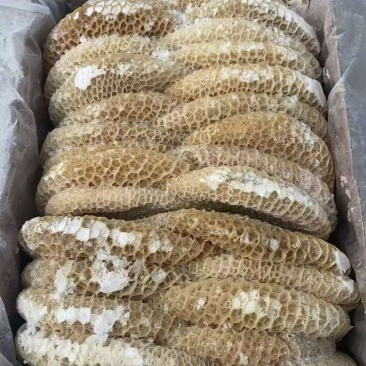 纯干金钱肚