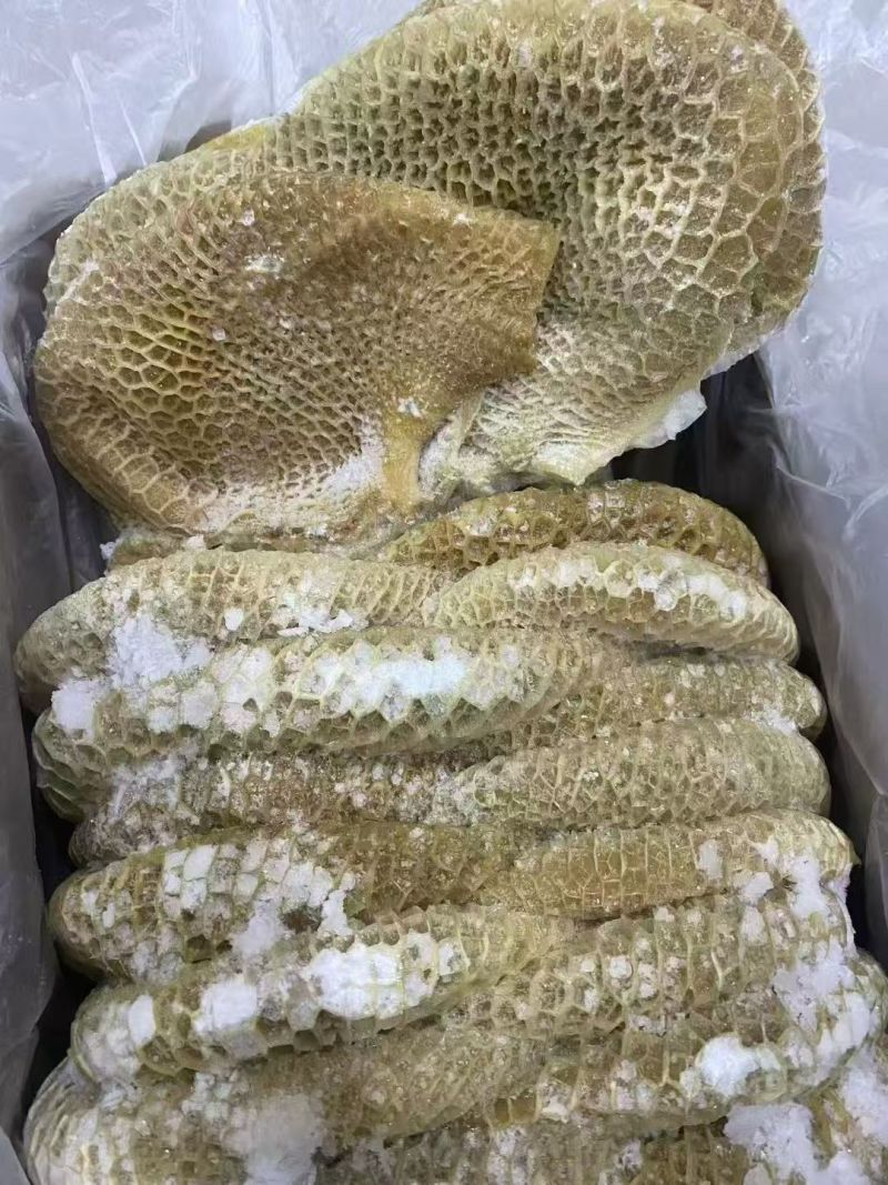 纯干金钱肚