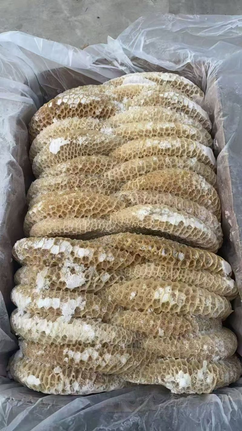 纯干金钱肚