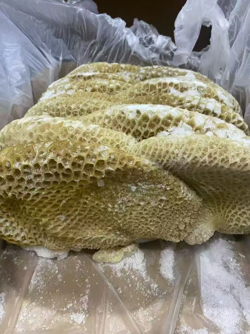 纯干金钱肚