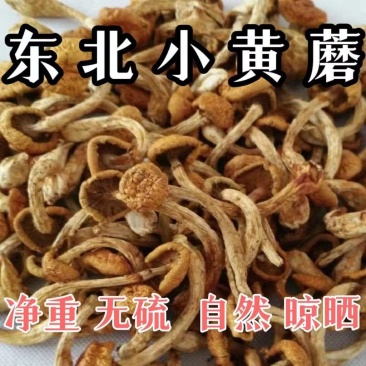 《包邮》东北小黄蘑基地直发对接全国量大从优欢迎来电咨询