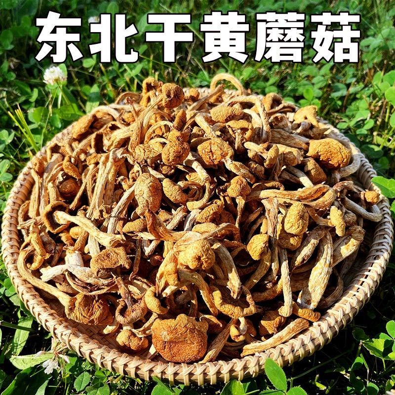 《包邮》东北小黄蘑基地直发对接全国量大从优欢迎来电咨询