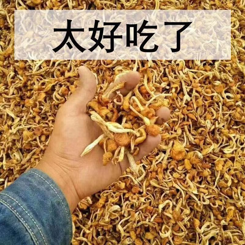 《包邮》东北小黄蘑基地直发对接全国量大从优欢迎来电咨询