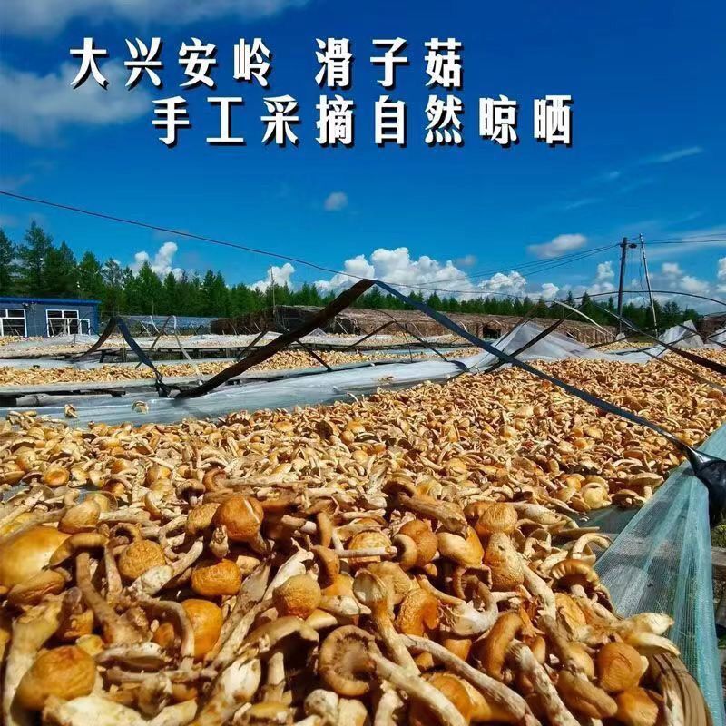 《包邮》东北小黄蘑基地直发对接全国量大从优欢迎来电咨询