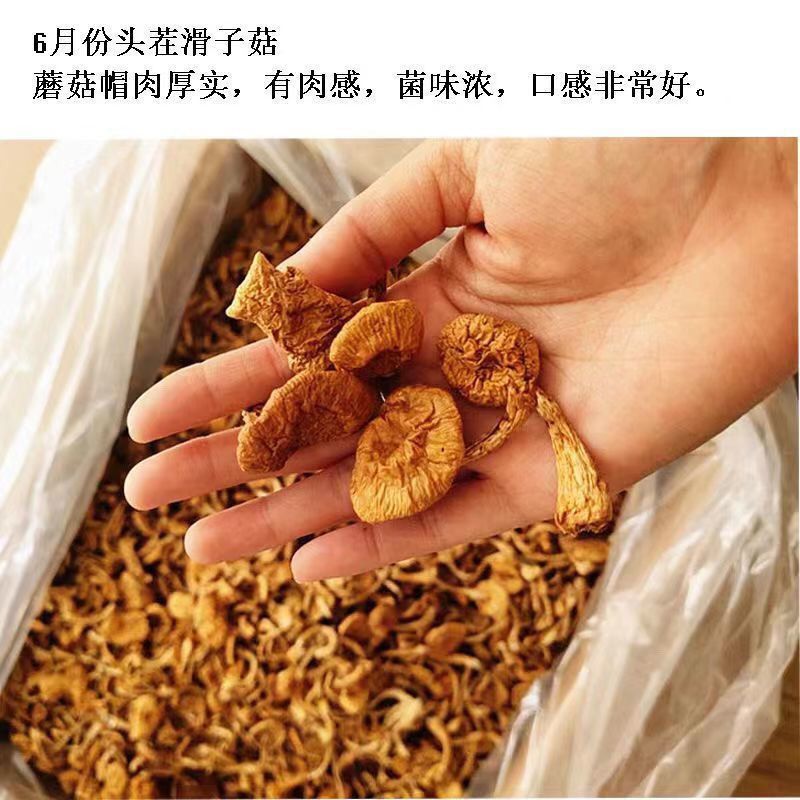 《包邮》东北小黄蘑基地直发对接全国量大从优欢迎来电咨询