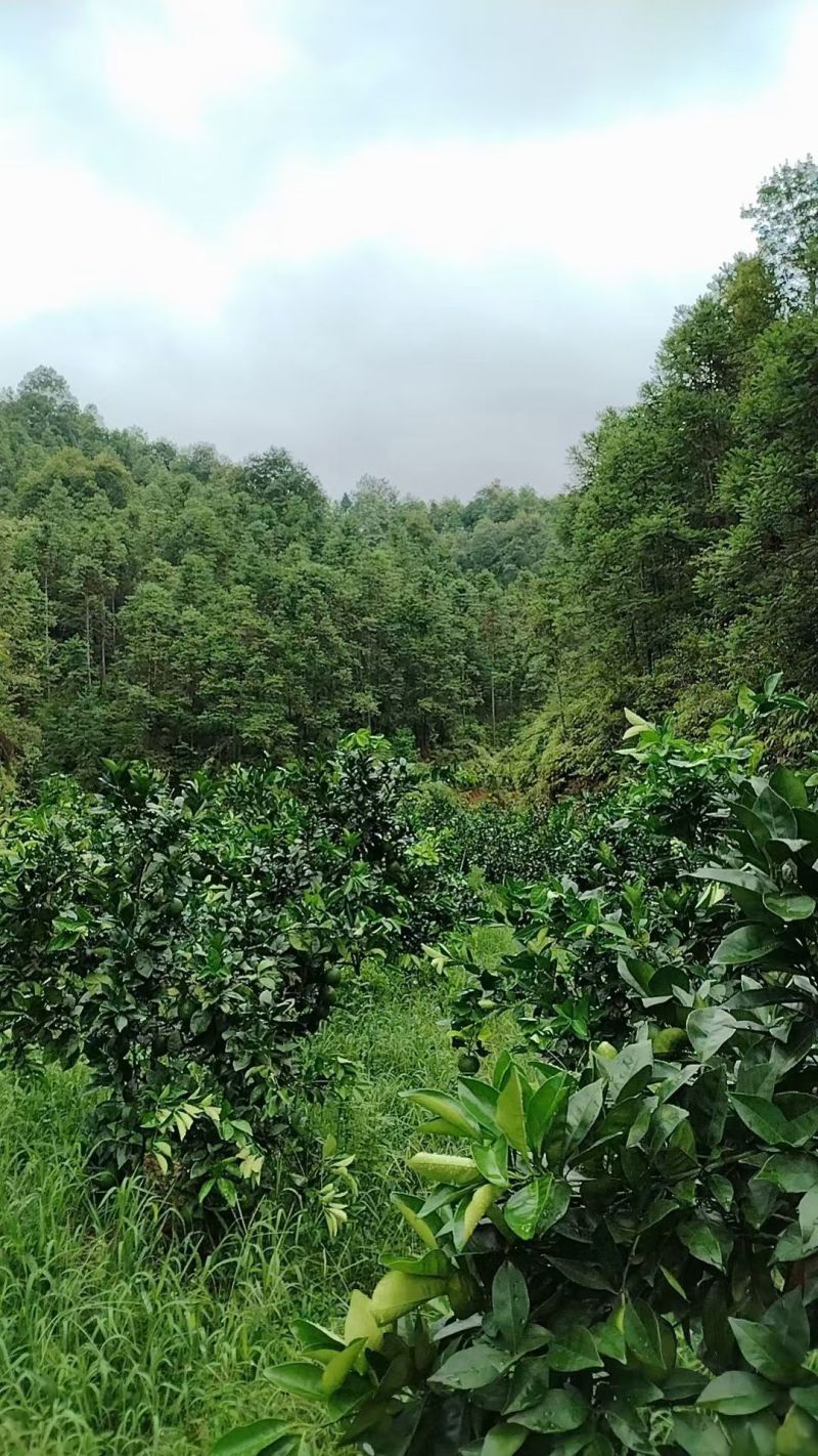自家果园，深山里种的正宗赣南脐橙，很实惠