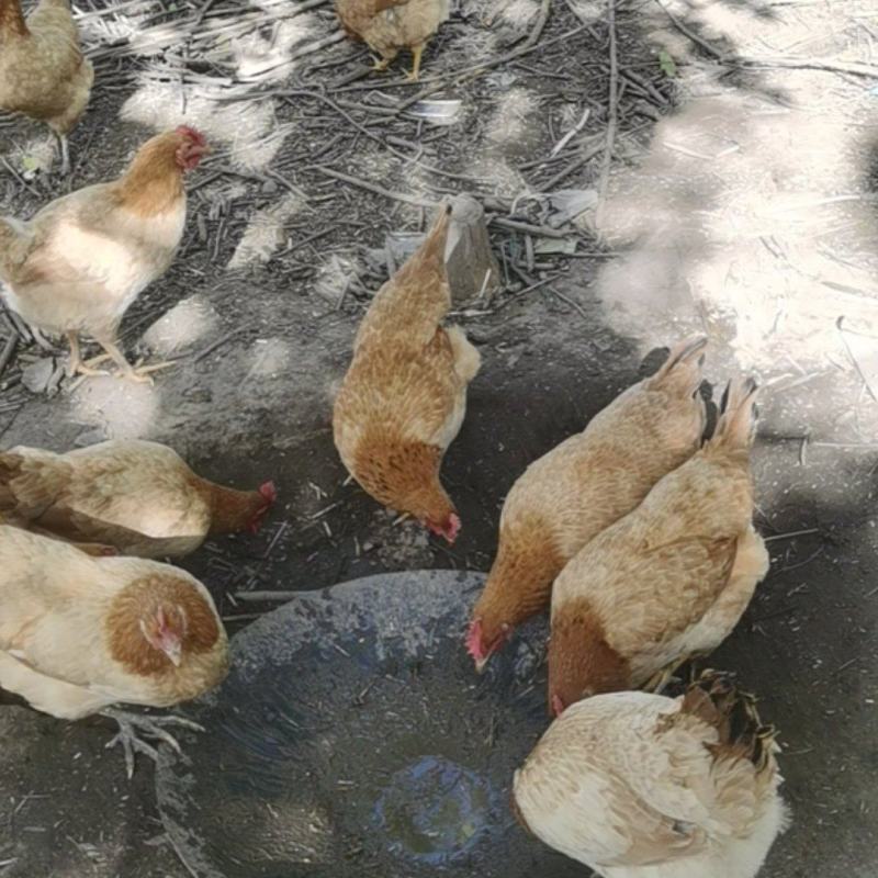 农村散养原生态纯粮食喂养，肉品质扛扛的，安全营养，欢迎采