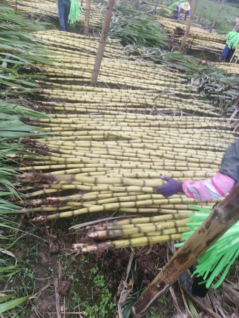 玉溪新平甘蔗