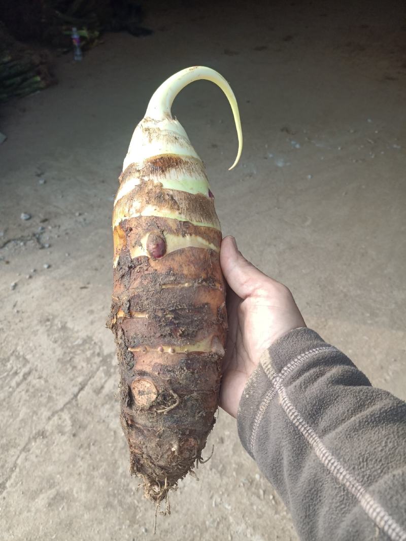 高钙香芋大量供应