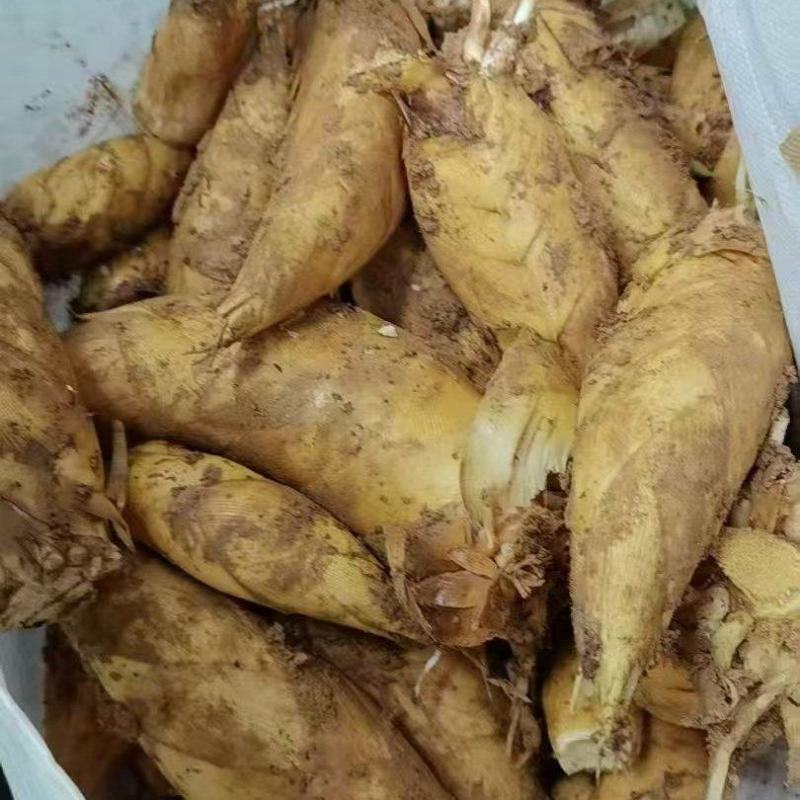 深山黄泥冬笋原产地