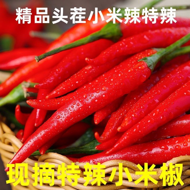 精品小米红尖椒今日特价欢迎新老朋友积极采购电商超市市场