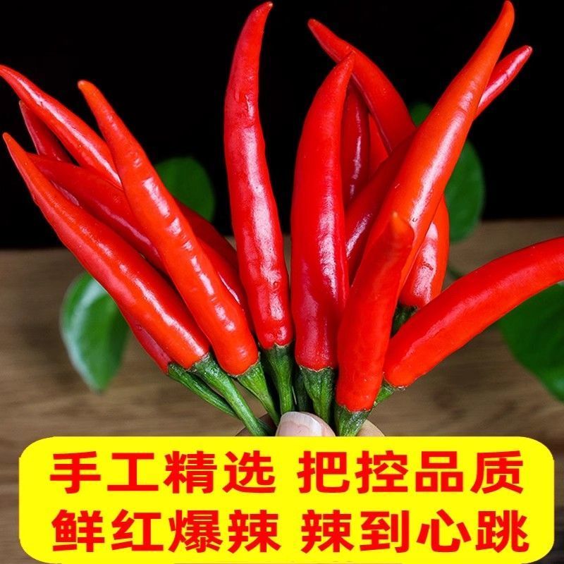 精品小米红尖椒今日特价欢迎新老朋友积极采购电商超市市场
