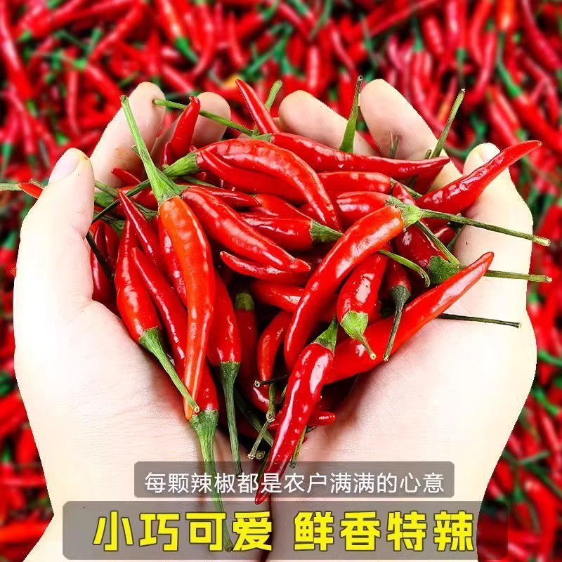 精品小米红尖椒今日特价欢迎新老朋友积极采购电商超市市场