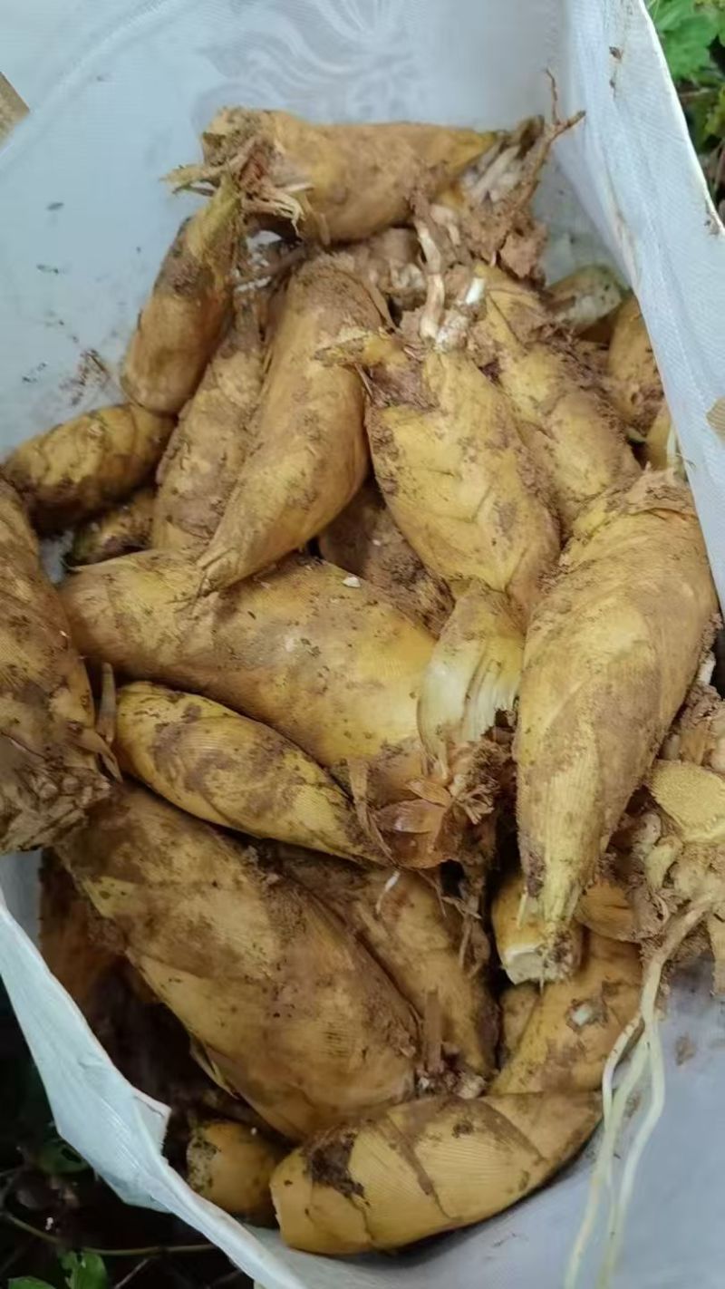 深山黄泥冬笋原产地
