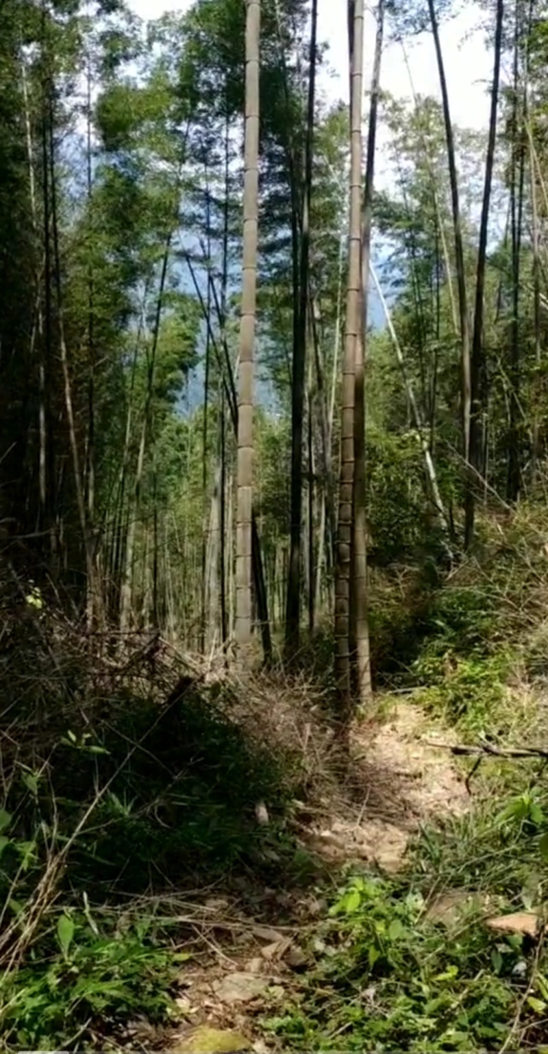 深山黄泥冬笋原产地