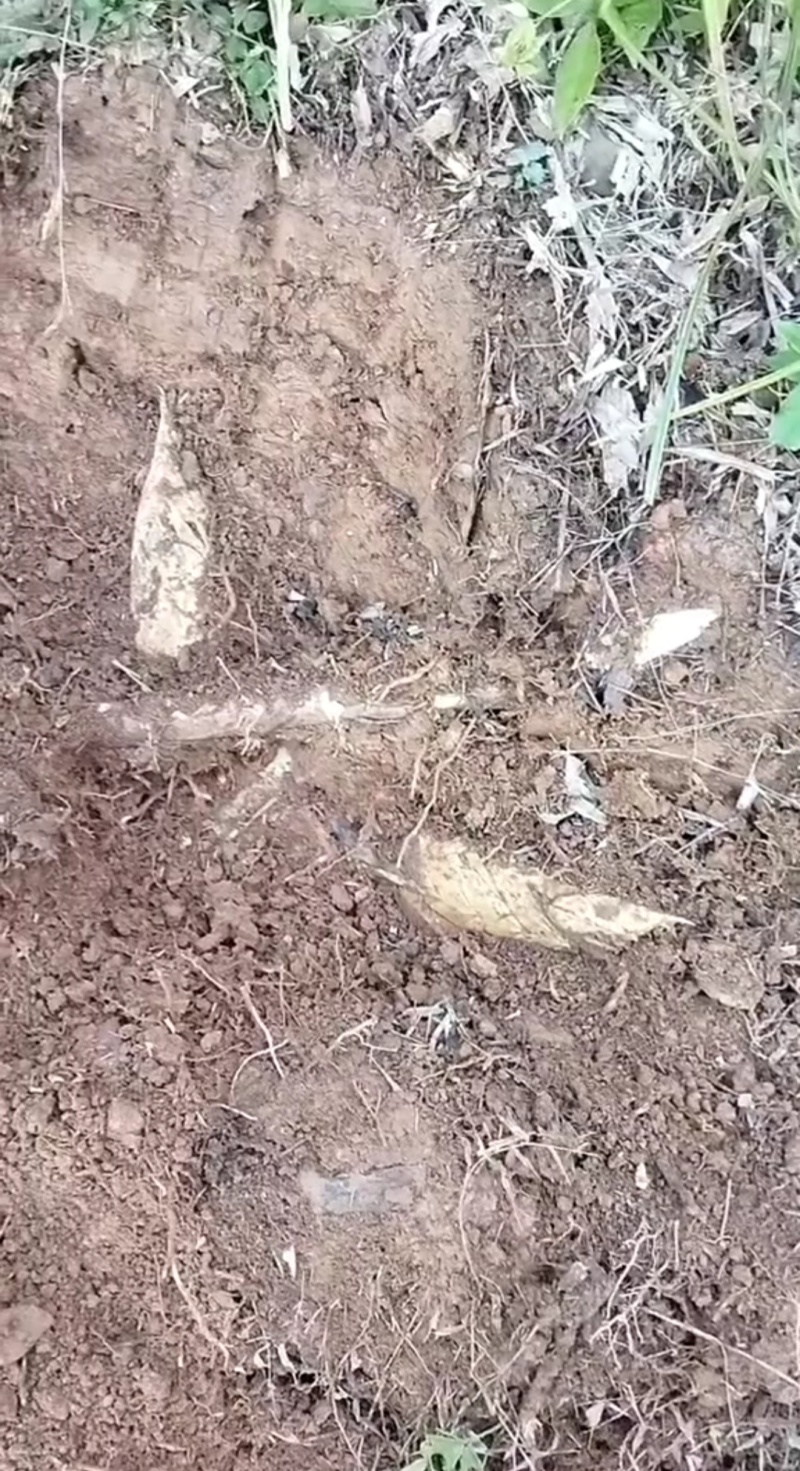 深山黄泥冬笋原产地