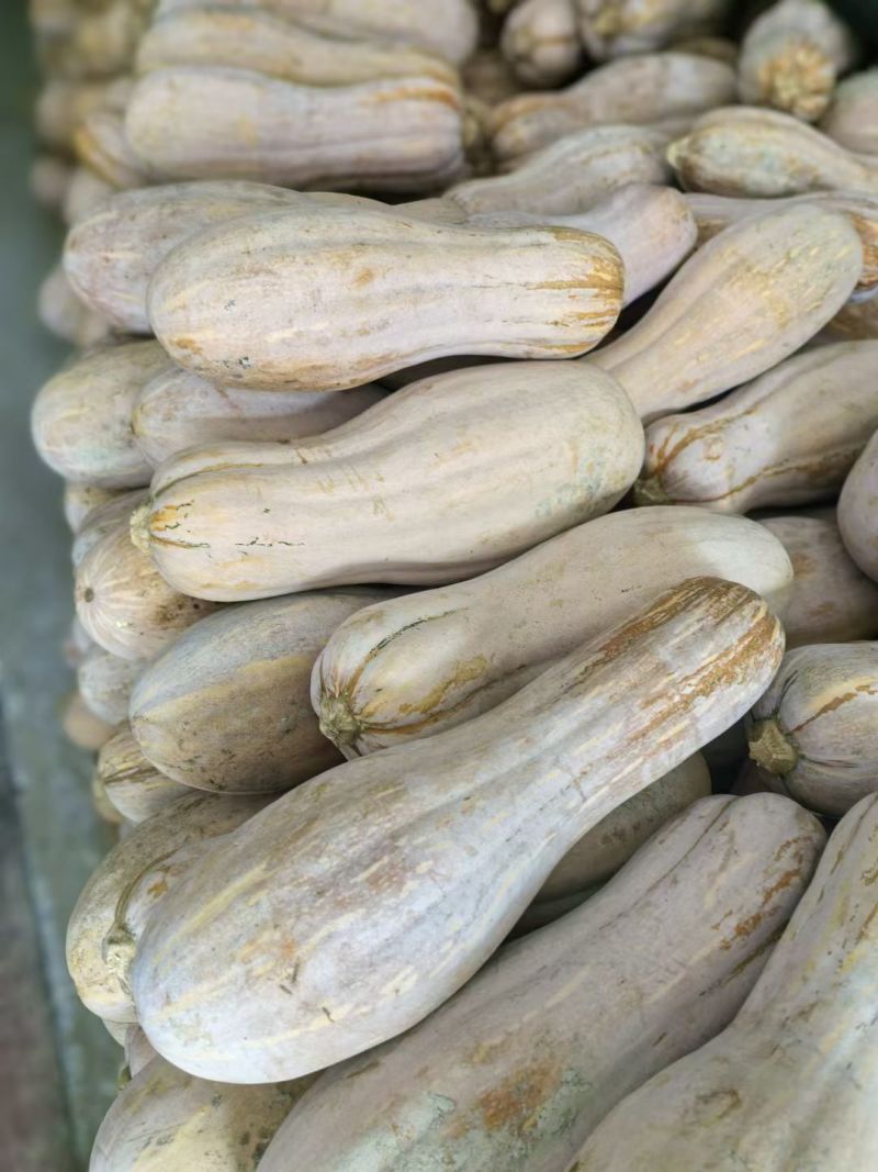 蜜本南瓜，大量现货