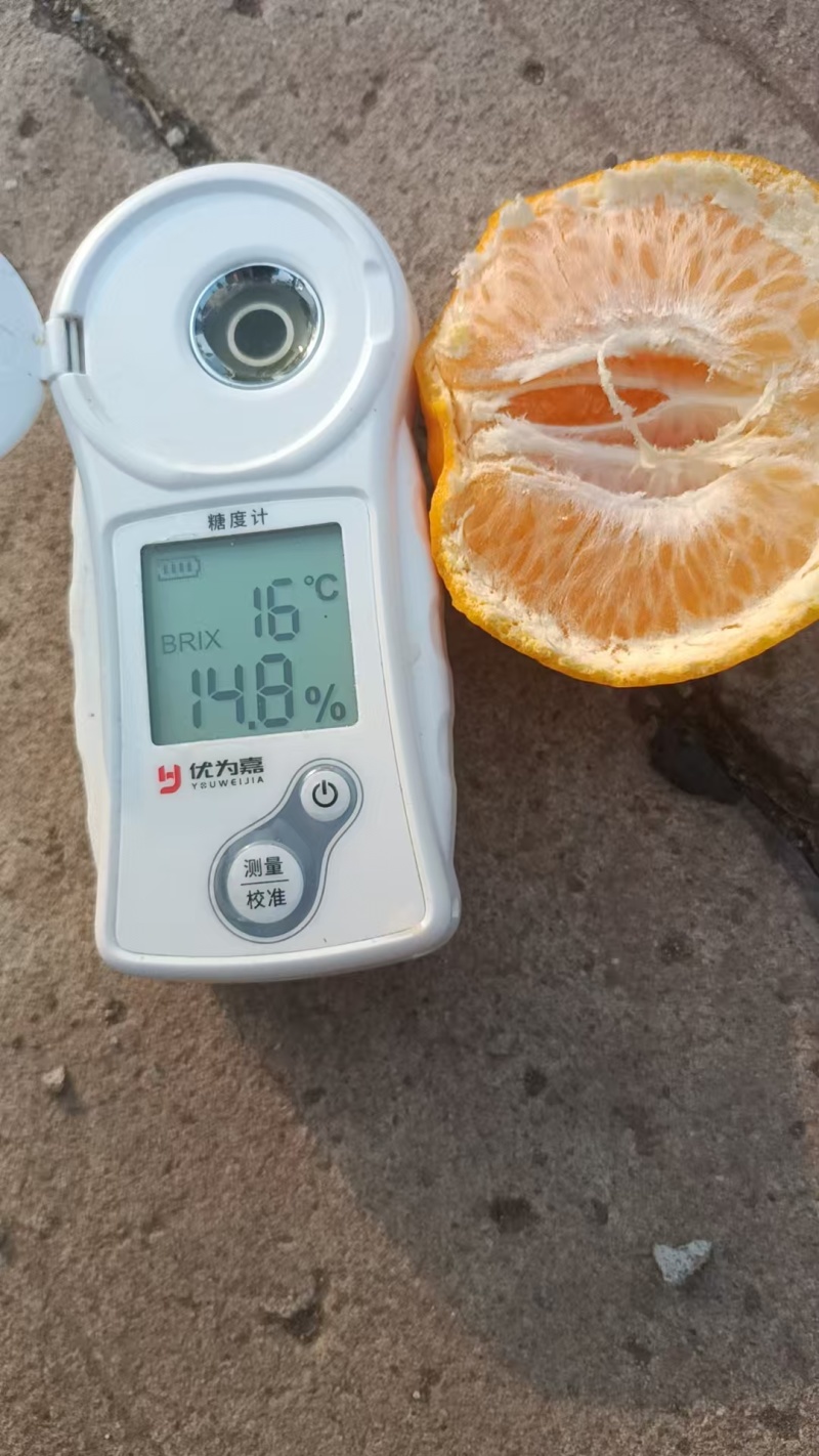 耙耙柑上市了。欢迎各位老板采购，
