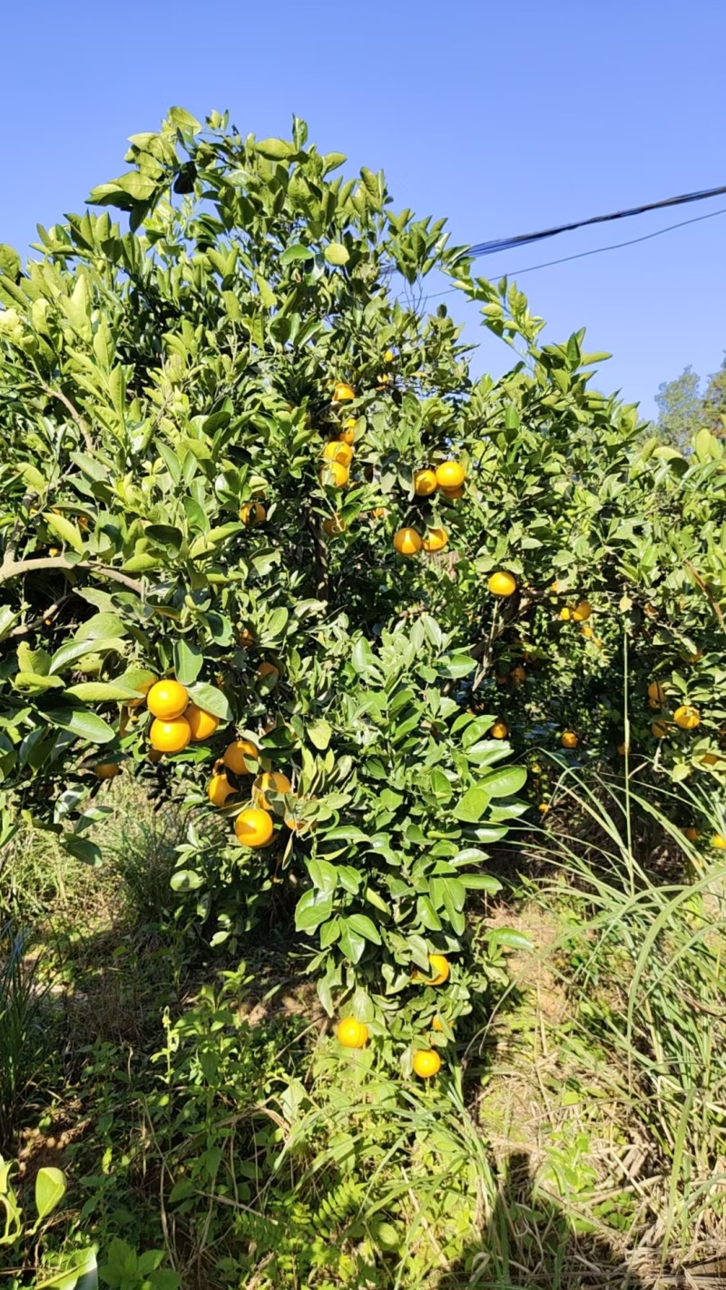 湖南特产冰糖橙自家种的又大又甜