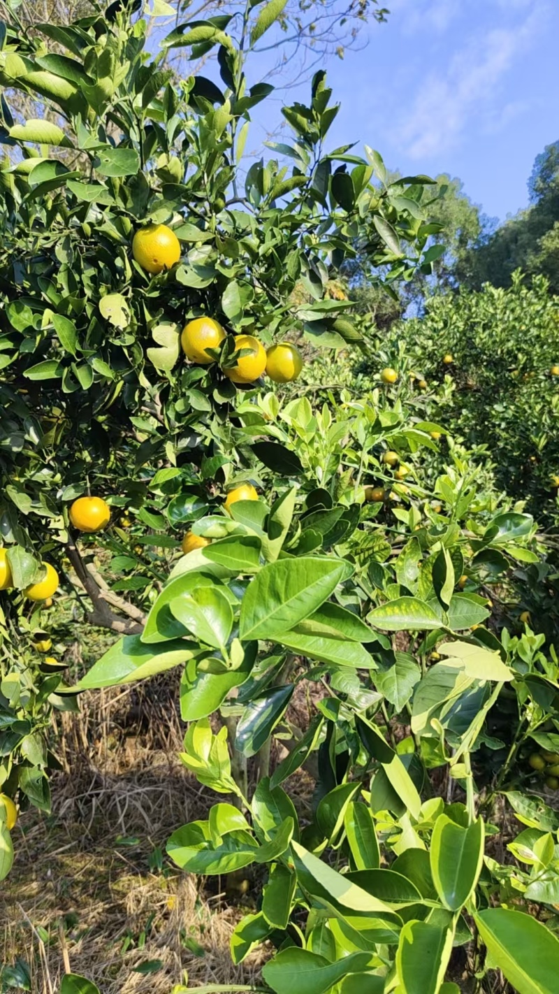 湖南特产冰糖橙自家种的又大又甜