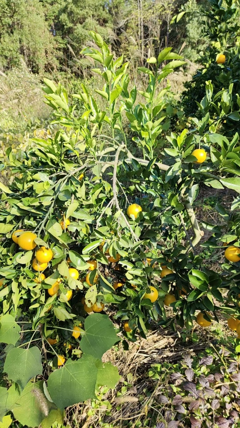 湖南特产冰糖橙自家种的又大又甜