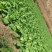 高山大白菜