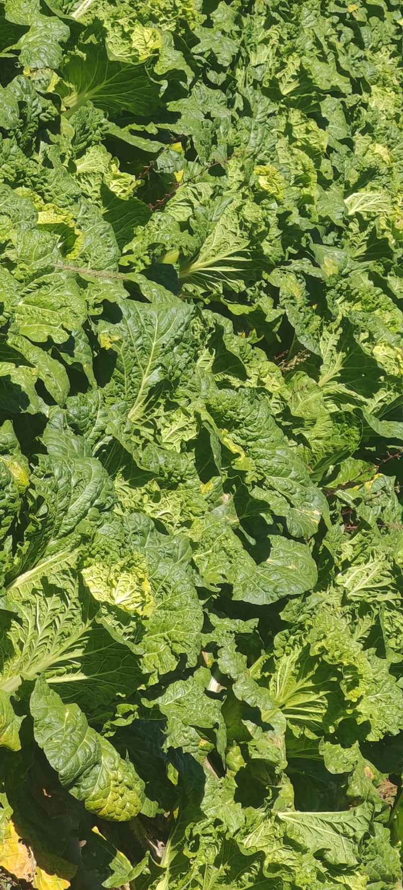 高山大白菜