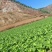 高山大白菜