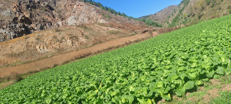 高山大白菜