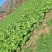 高山大白菜