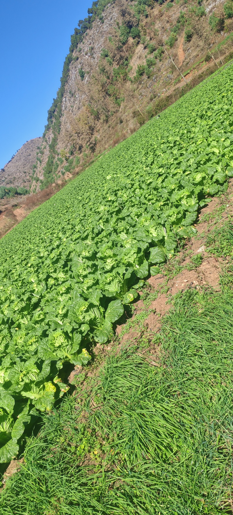 高山大白菜