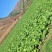 高山大白菜