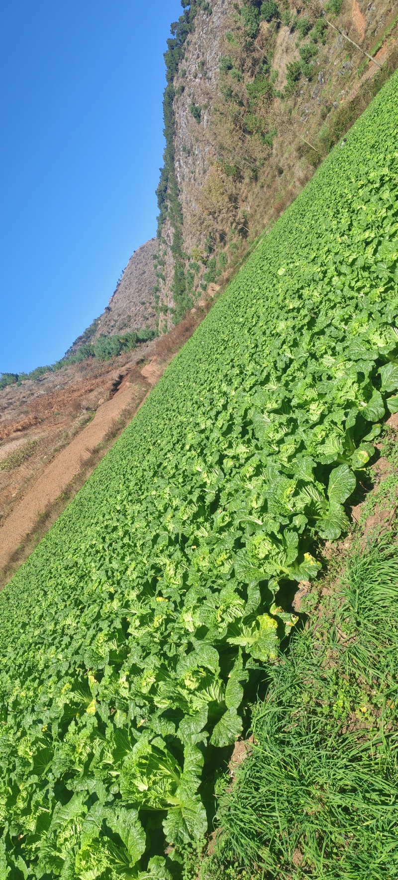 高山大白菜