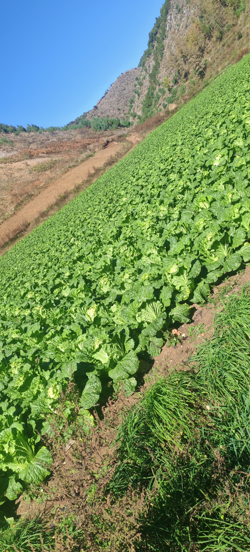 高山大白菜