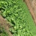 高山大白菜