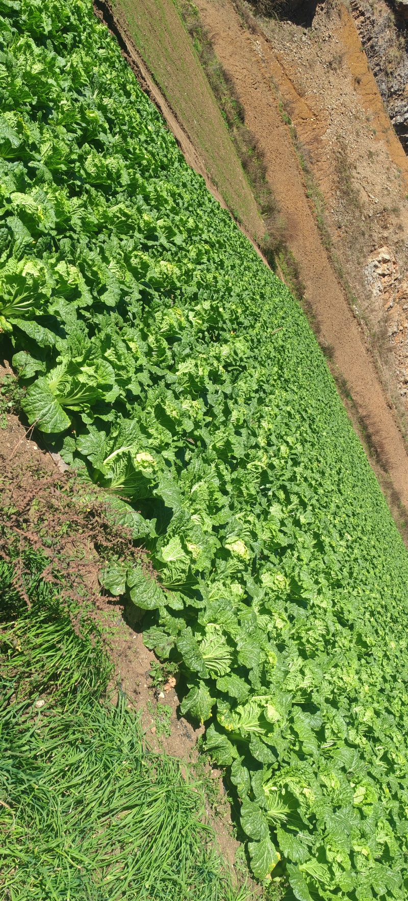高山大白菜