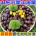 大中小油栗子全部都有货一件代发整车走货