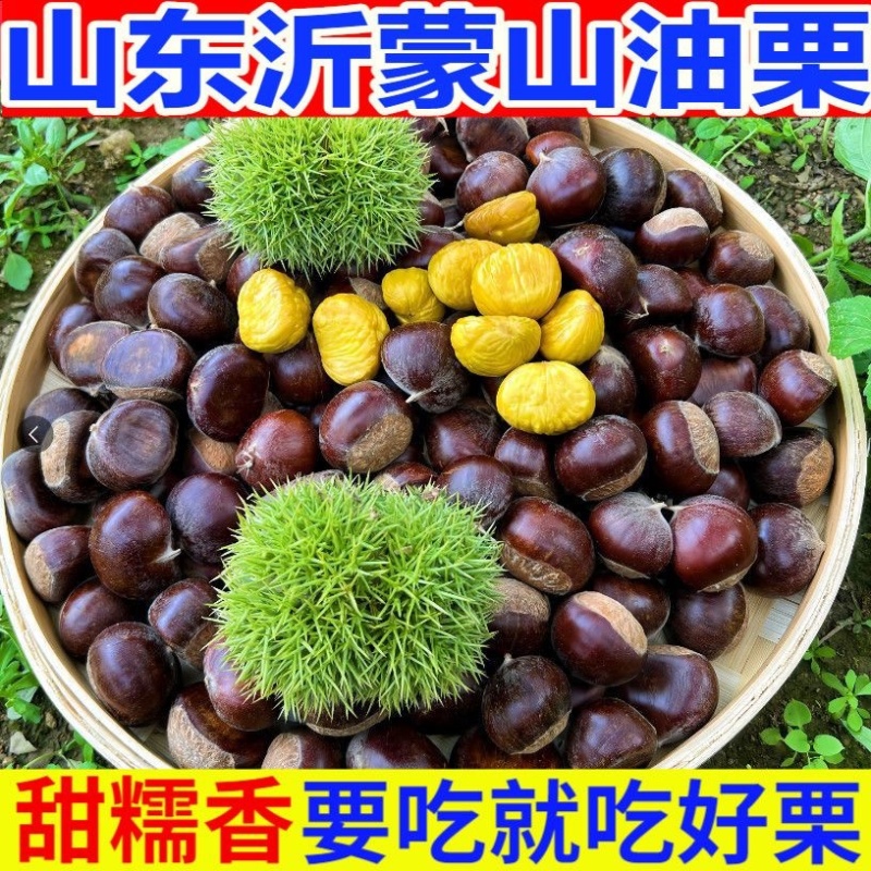 大中小油栗子全部都有货一件代发整车走货