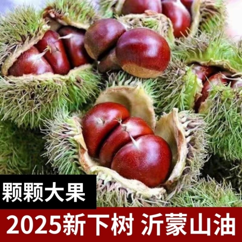大中小油栗子全部都有货一件代发整车走货