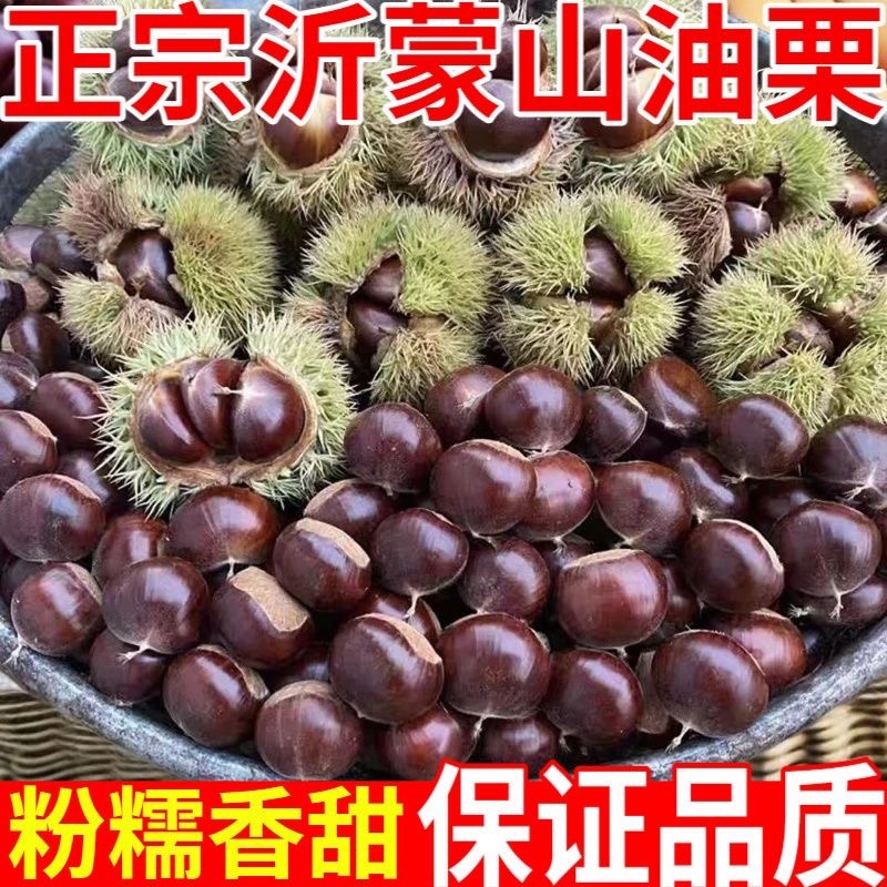 大中小油栗子全部都有货一件代发整车走货