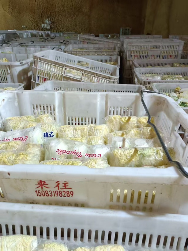 品质保证小娃娃菜精品发货价格合理需要联系
