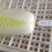 品质保证小娃娃菜精品发货价格合理需要联系