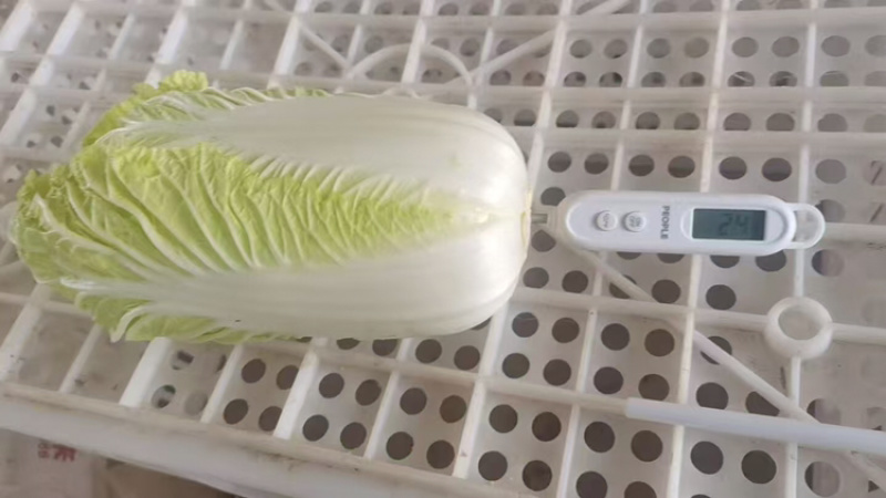 品质保证小娃娃菜精品发货价格合理需要联系